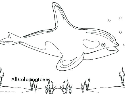 440x330 Manatee Coloring Pages Whale Coloring Sheets Manatee Coloring Page
