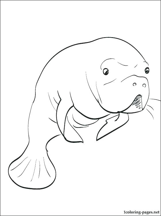 560x750 Manatee Pictures Sea Cow Coloring Page Manatee Florida Manatee