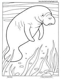 236x305 Manatee Coloring Page Manatee, Worksheets And Craft