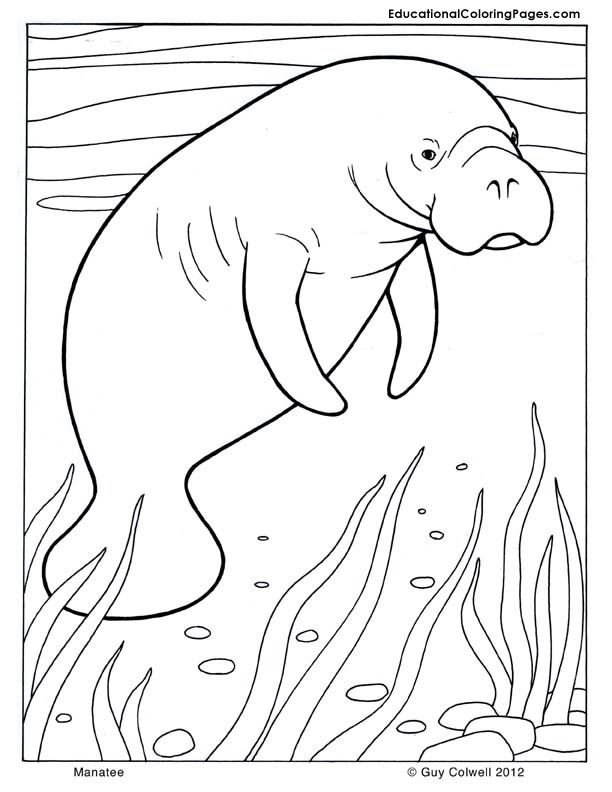 612x792 Manatee Coloring, Mammals Coloring Pages Teaching