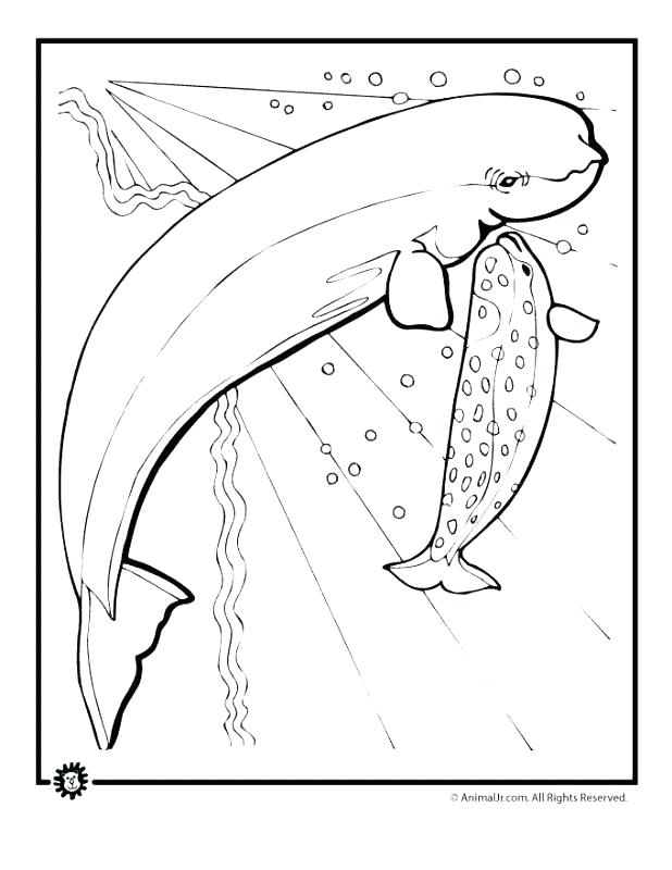 618x800 Manatee Coloring Page Click To See Printable Version Of Manatee