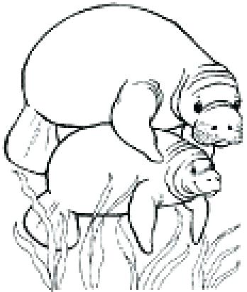 348x411 Manatee Coloring Page In Addition To Pire Picture Pa Murs