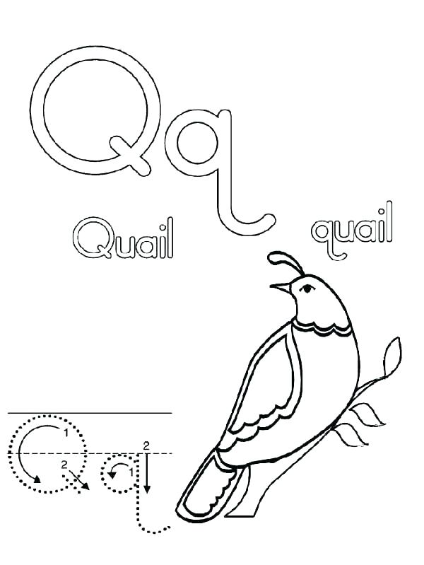 600x799 Quail Coloring Page Awesome Q Coloring Page Best Of Letter Pages