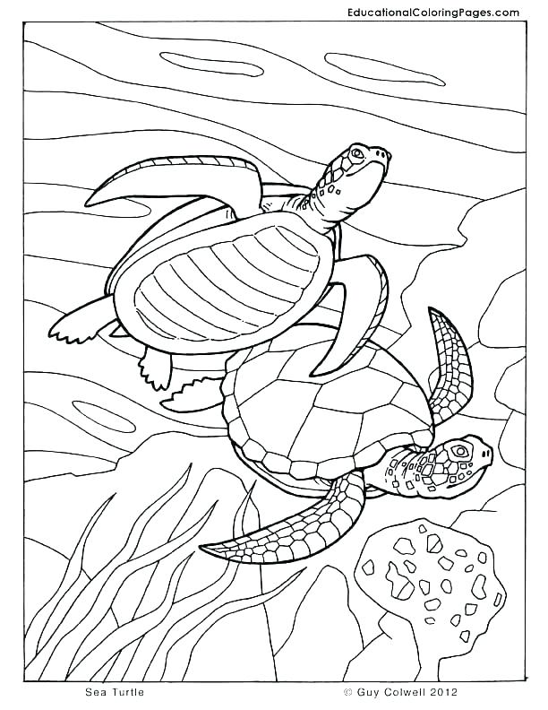 612x792 Quail Coloring Page Q For Quail Coloring Page Free Coloring Pages