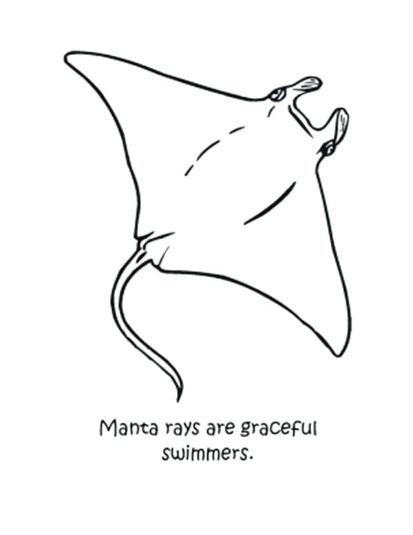 600x776 Manta Ray Coloring Page Graceful Manta Ray Coloring Pages Manta