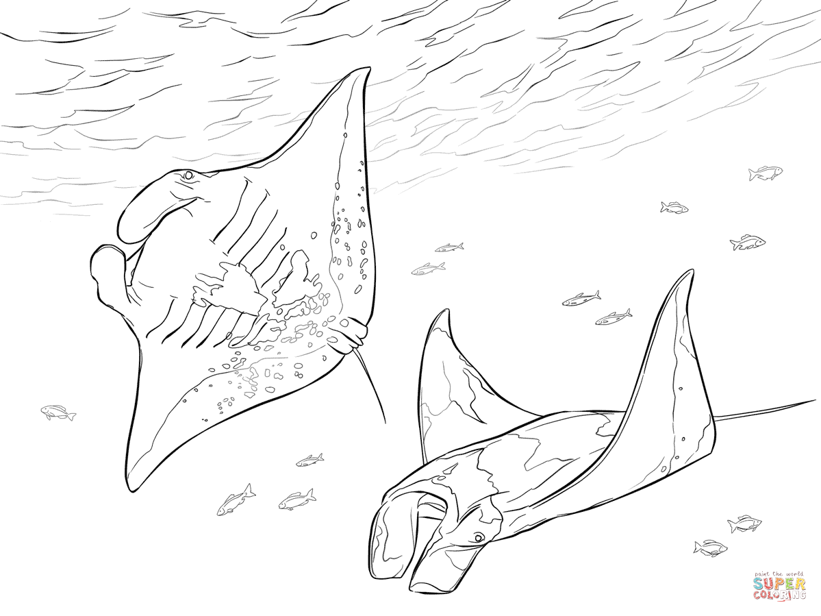 1199x899 Two Manta Rays Coloring Page From Ray Category Select
