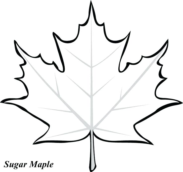 736x695 Leaf Coloring Pages Maple Leaf Printable Template Best Leaf
