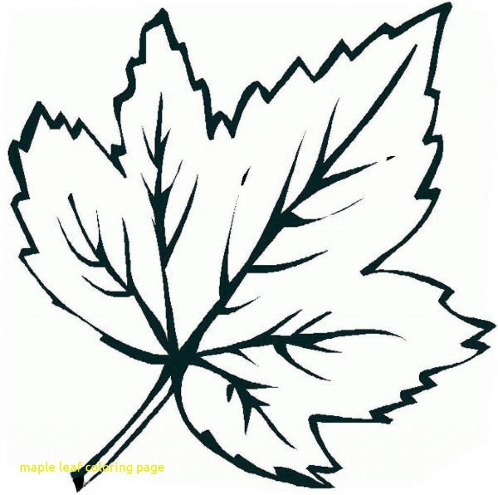 1024x1017 Maple Leaf Coloring Page