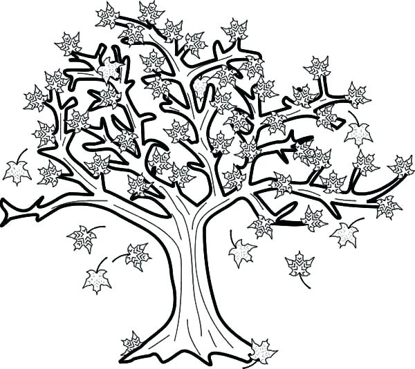 600x534 Tree Without Leaves Coloring Page Fall Tree Coloring Pages Maple