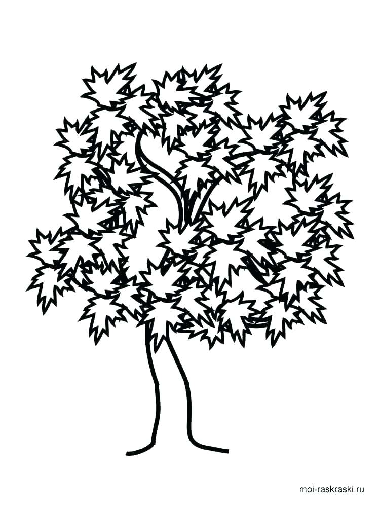 750x1000 Trees Coloring Pages Tree Coloring Pages Coloring Pages Of Trees