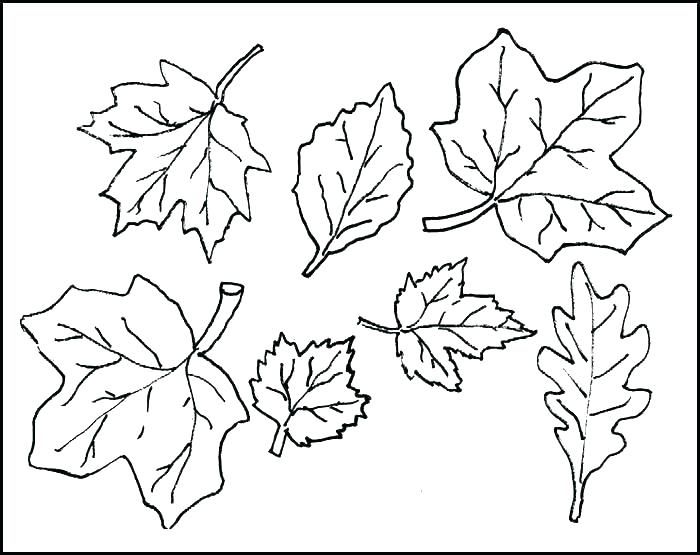 700x555 Free Printable Leaf Colouring Pages