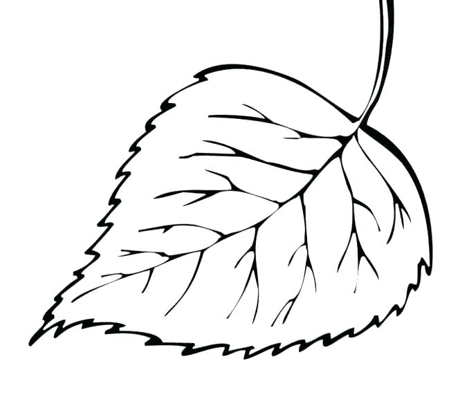678x600 Maple Leaf Coloring Pages