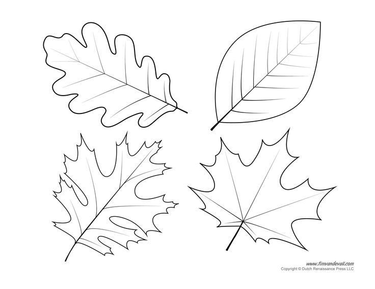 736x568 Free Maple Leaves Coloring Page Printable In Good Draw Print Leaf