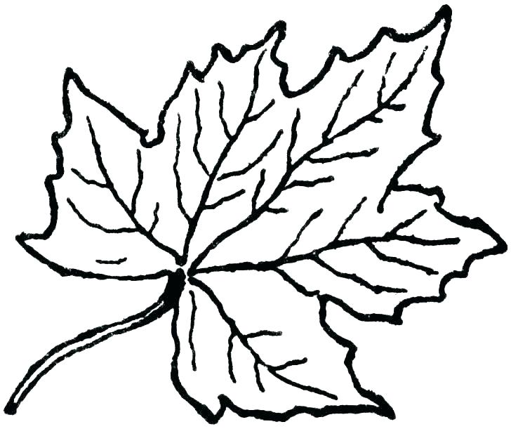 728x611 Leaves Coloring Pages Printable Leaf Coloring Pages B Fun
