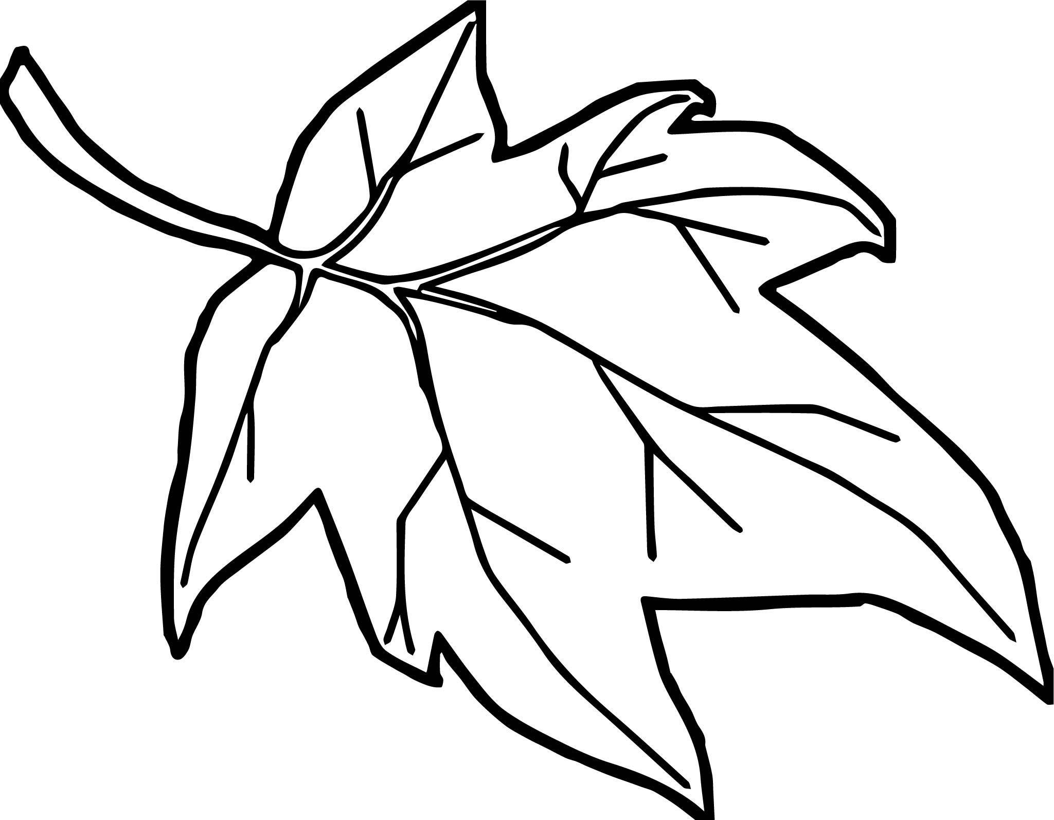2049x1594 Maple Leaf Coloring Pages