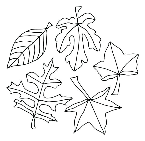 600x583 Fall Tree Leaves Coloring Page Autumn Pages A Lot Of Maple Leaf