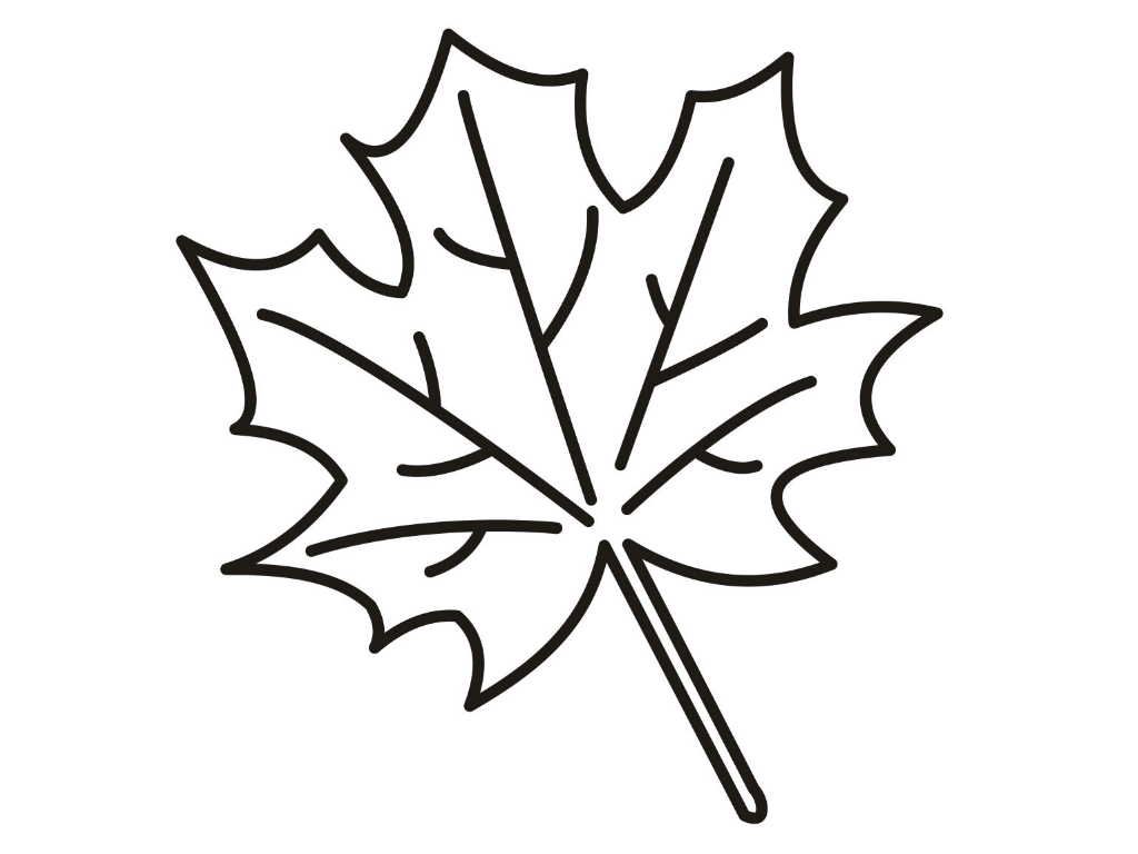 1024x768 Focus Maple Leaf Coloring Page Of Pages