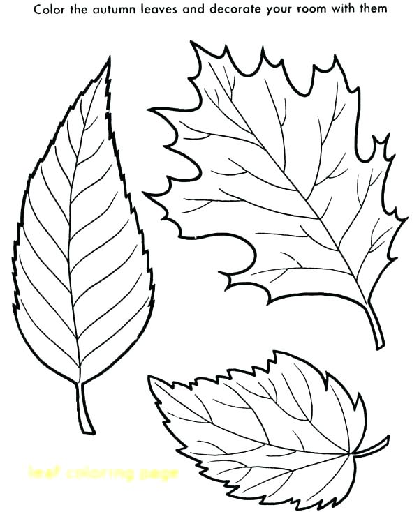 600x734 Free Printable Autumn Leaves Coloring Pages Gallery Tropical Leaf