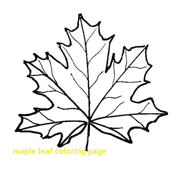 560x540 Maple Leaf Coloring Page With Maple Tree Coloring Page
