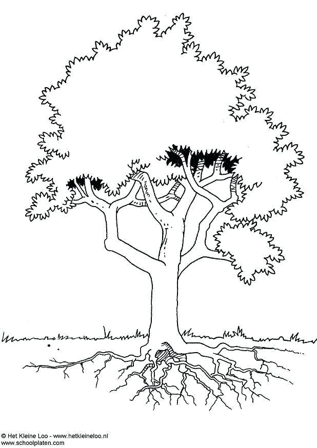 618x874 Oak Tree Coloring Page Oak Leaf Coloring Page Maple Tree Coloring