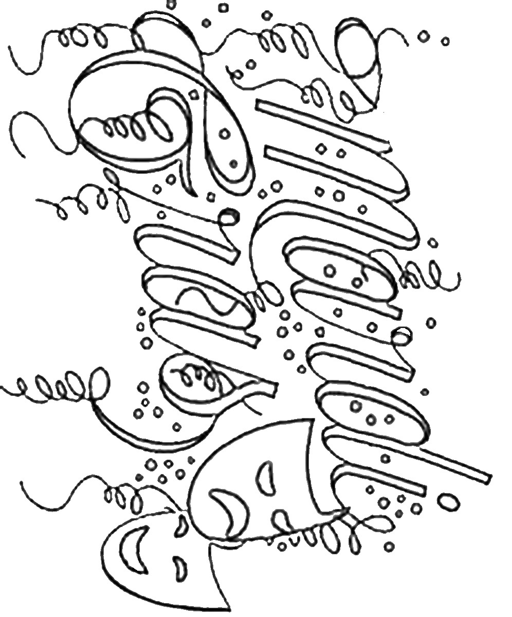 996x1200 Mardi Gras Coloring Pages Free Printable