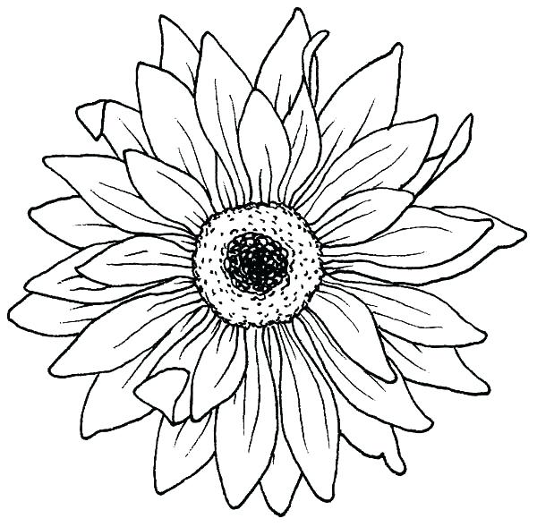 600x589 Marigold Coloring Page Download Printable Calendar Marigold