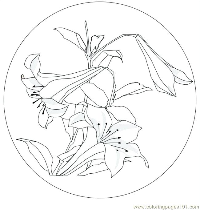 650x682 Marigold Coloring Page Marigold Coloring Page Mari The Marigold