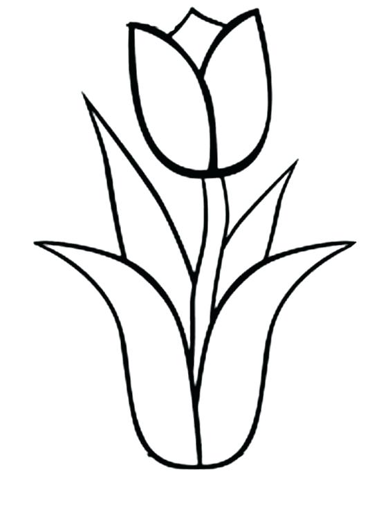 564x730 Marigold Coloring Page Marigold Flowers Coloring Pages Best Flower