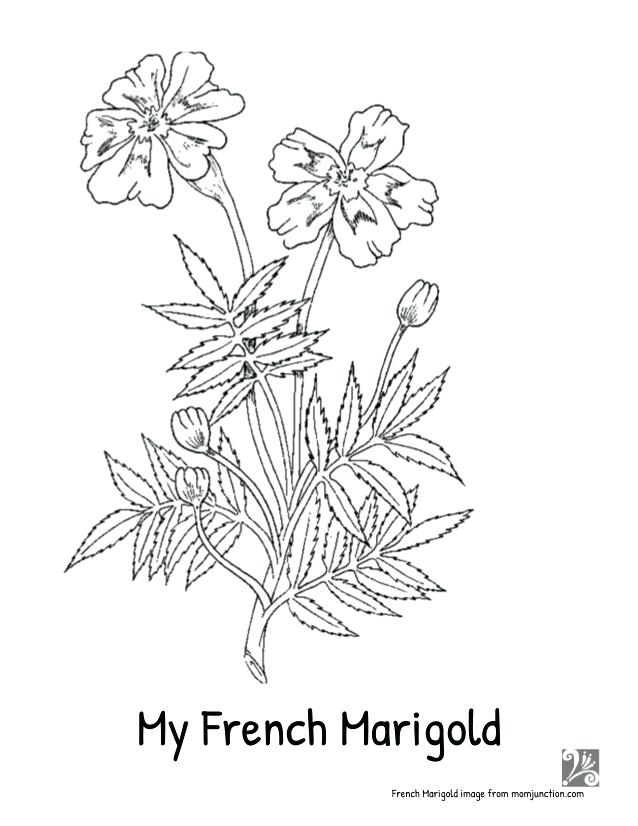 638x826 Marigold Coloring Page My Imagefrommomjunctioncom Marigold Flower