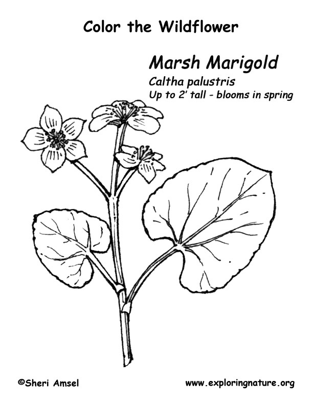 612x792 Marsh Marigold Coloring Page