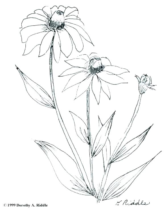 580x742 Wildflower Coloring Pages Marigold Coloring Page Decorated Skull