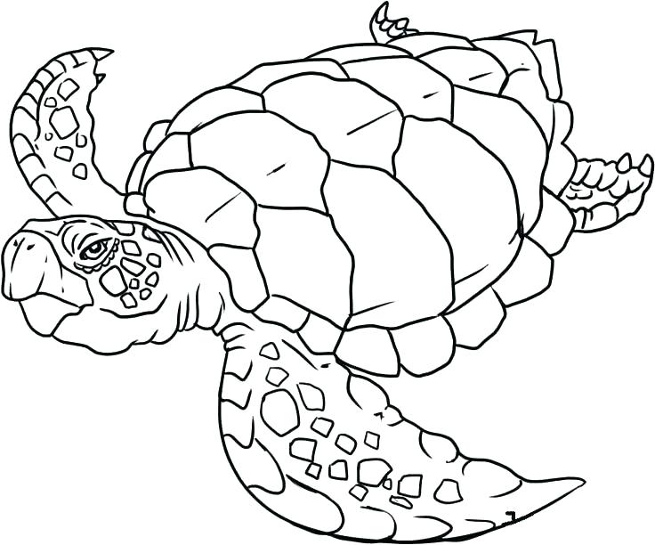 736x612 Sea Creature Coloring Pages Cool Sea Animals Coloring Pages
