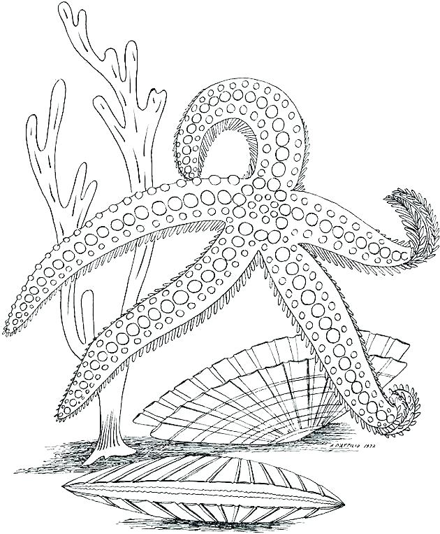 630x763 Marine Coloring Pages Marine Coloring Page Marine Coloring Pages
