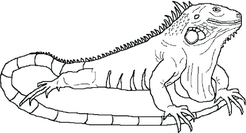 800x432 Us Marine Coloring Pages Free Kids Coloring Marine Iguana Coloring