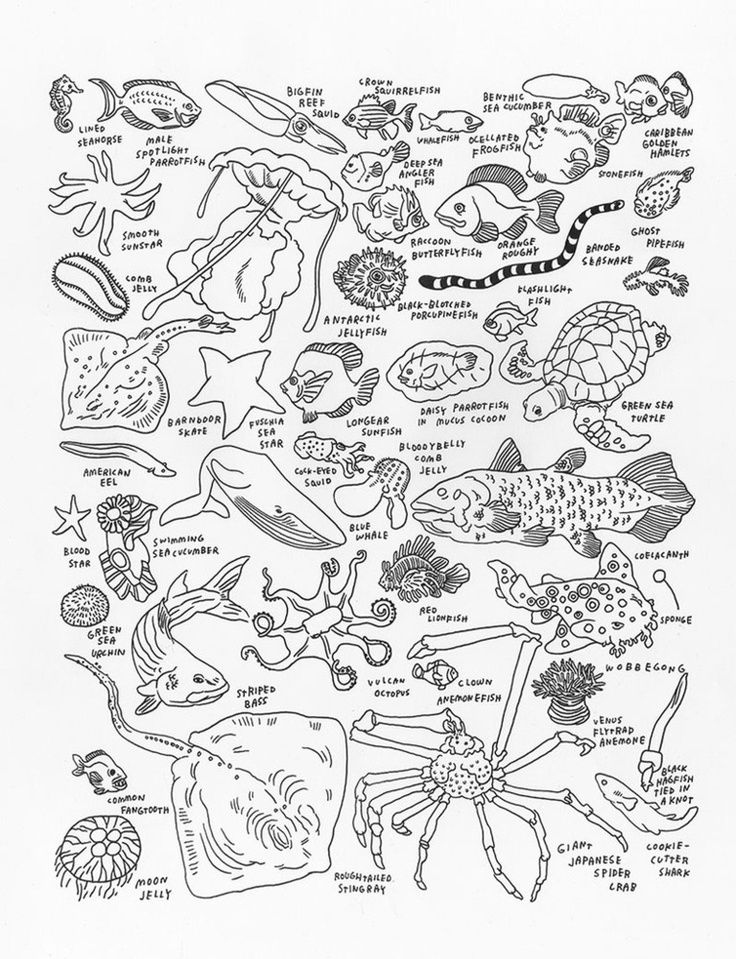 736x959 Sea Life Coloring Pages Beautiful Sea Life Coloring Page Coloring
