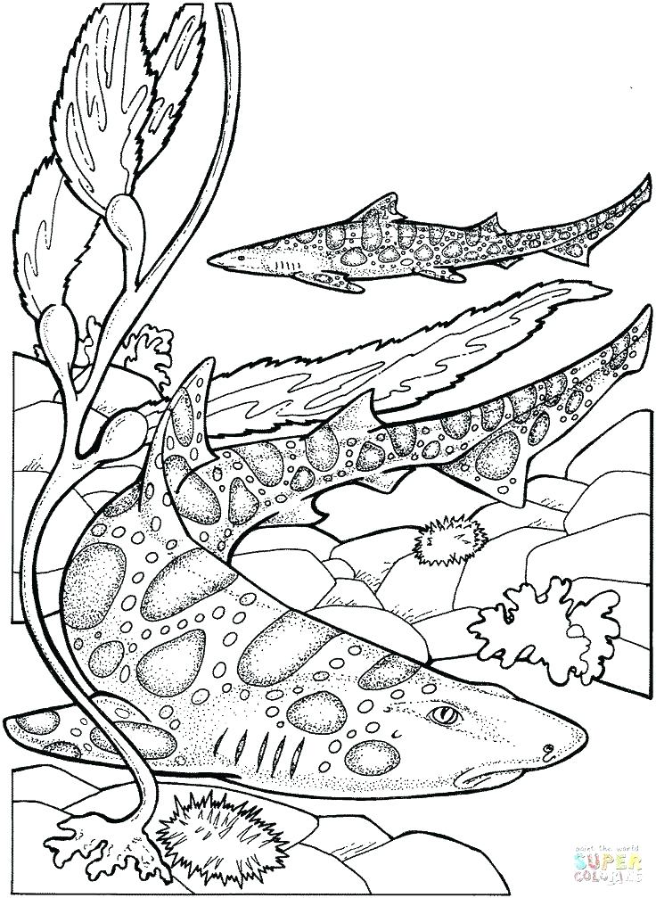 736x1007 Marine Life Coloring Pages