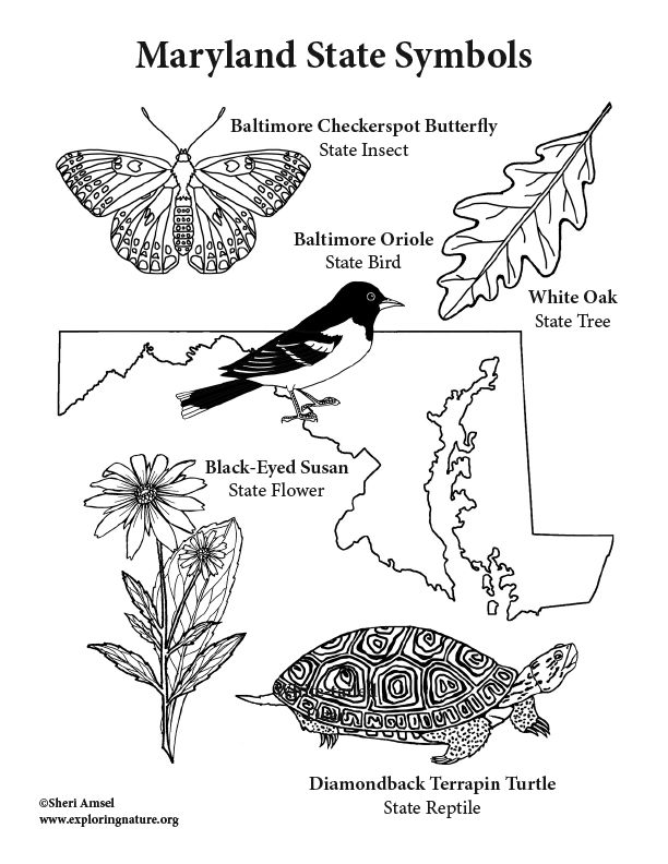 612x792 Maryland State Symbols Coloring Page