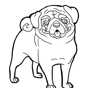 300x300 Neapolitan Mastiff Pug Dog Coloring Page Color Luna