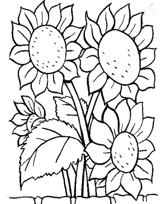564x705 May Coloring Pages Printable Sunflower Color Pages Coloring Pages