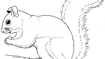 355x200 Realistic Rabbit Coloring Pages Gallery Coloring For Kids