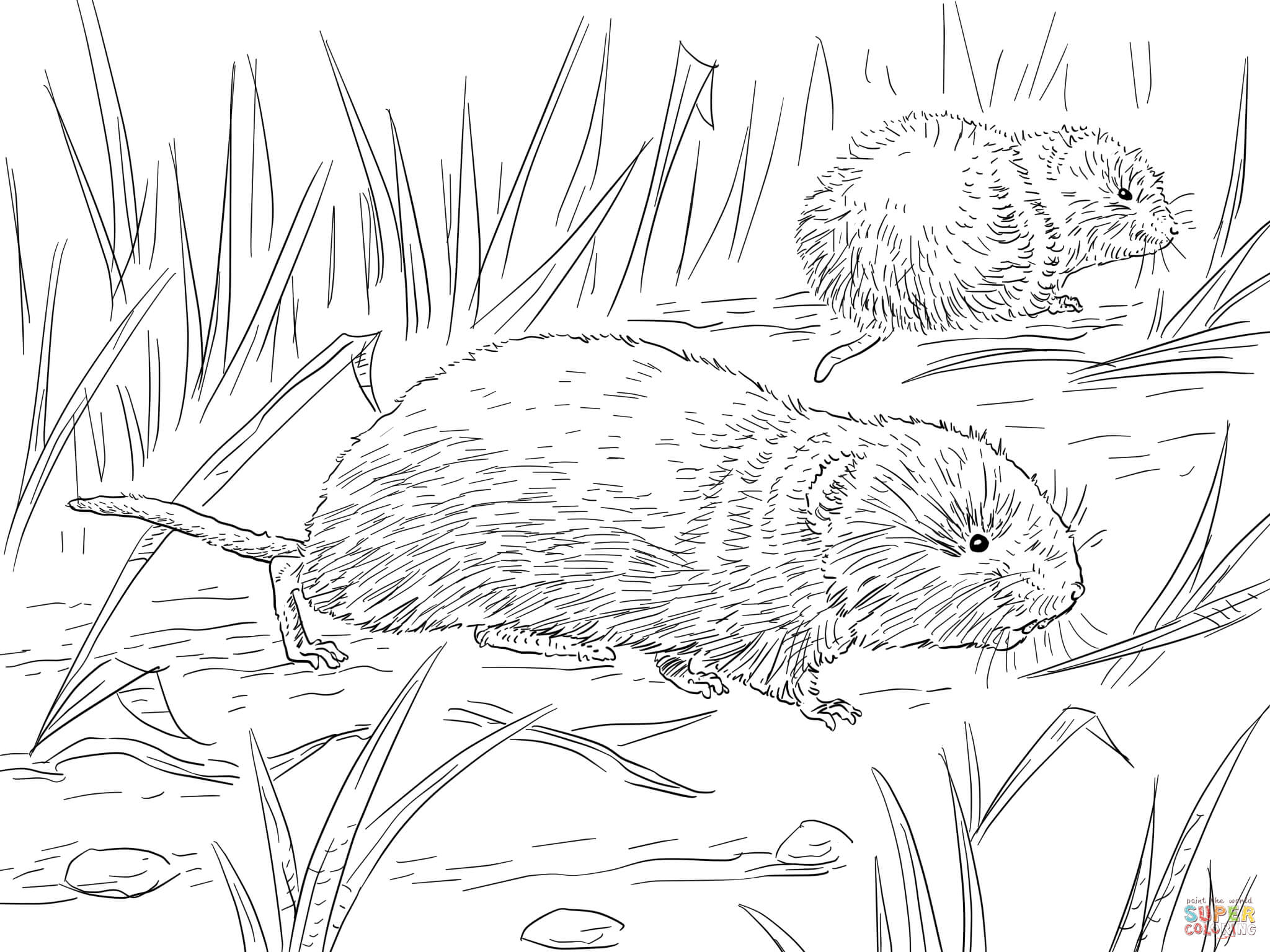 2048x1536 Meadow Coloring Pages