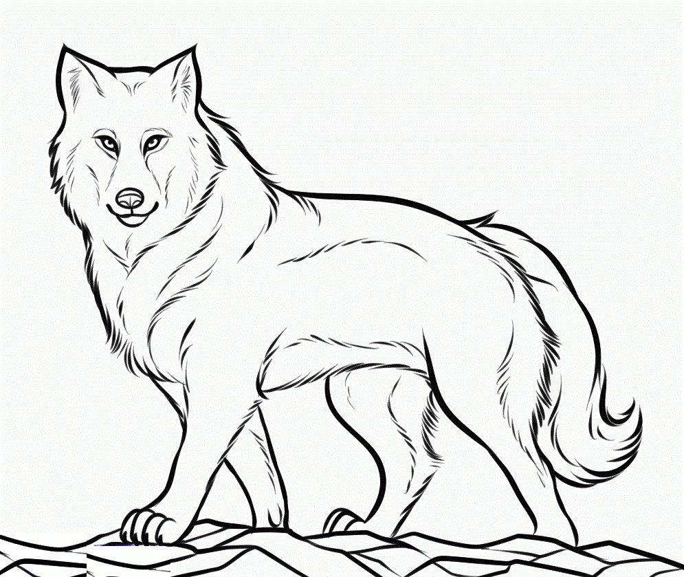 995x839 Coloring Pages And Coloring Books Free Printable Wolf Coloring