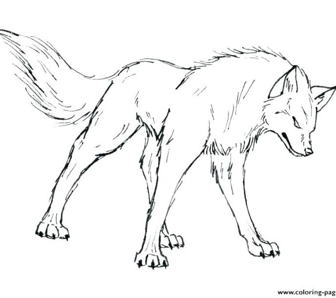 678x600 Coloring Picture Of A Wolf Popular Trend Coloring Pages