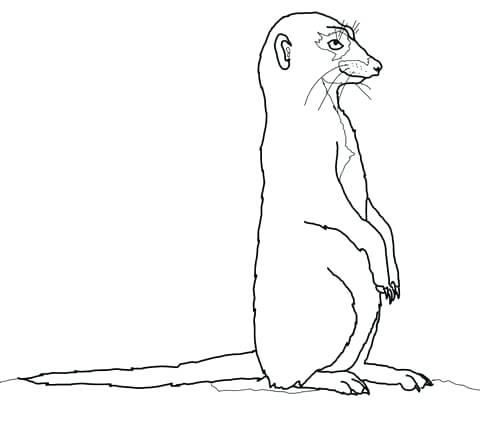 480x441 Meerkat Coloring Pages Click To See Printable Version