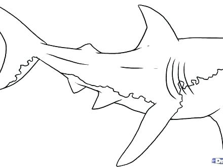 440x330 Megalodon Shark Coloring Pages