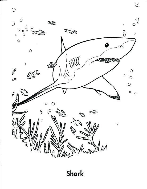 624x803 Megalodon Shark Coloring Pages Coloring Pages Shark Coloring Pages