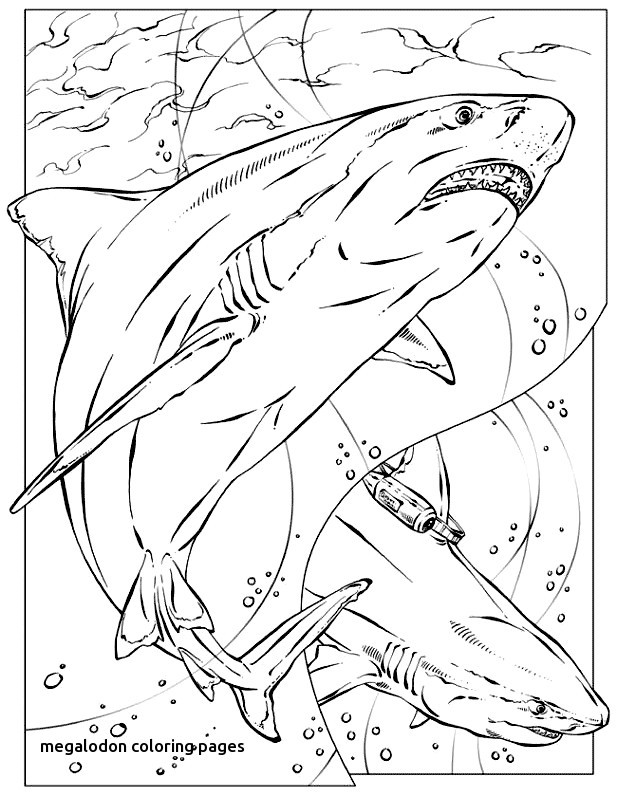 620x797 Free Printable Great White Shark Coloring Pages Fresh Megalodon