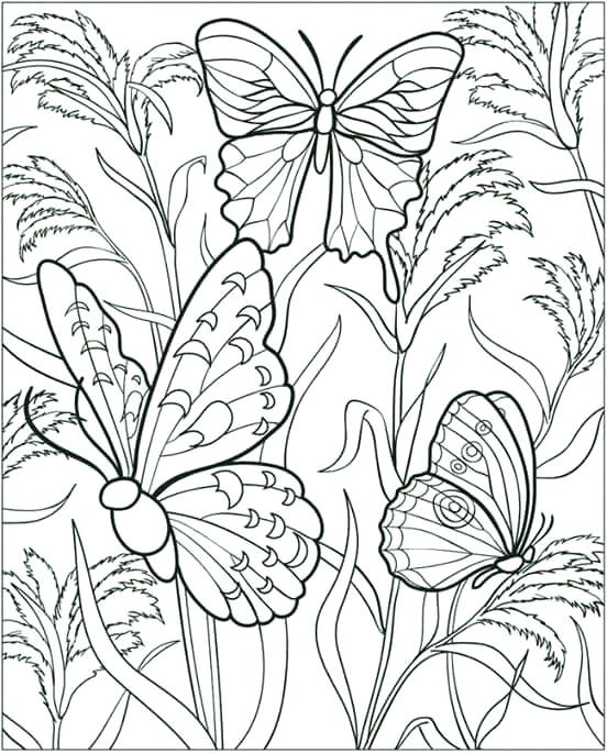 552x685 Mexican Food Coloring Pages Free Butterfly Coloring Pages