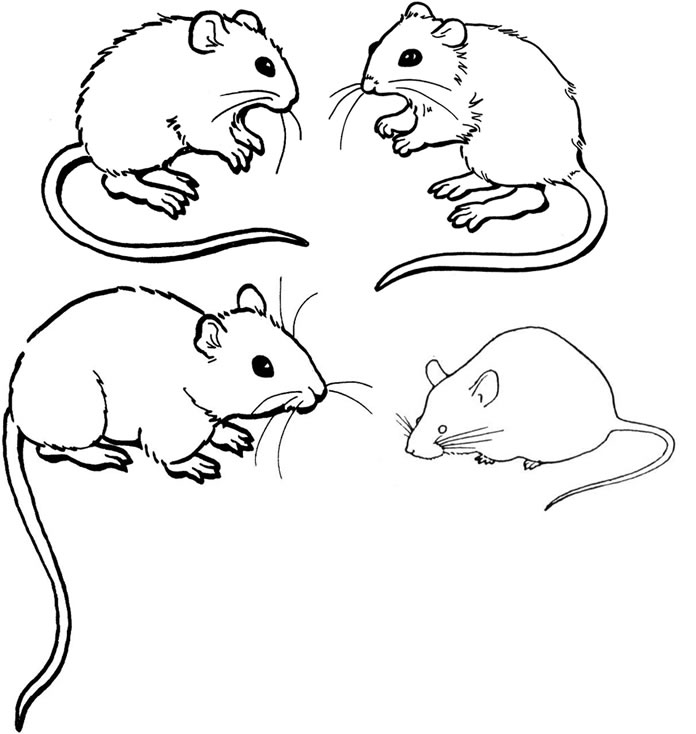 696x734 Mouse Coloring Pages