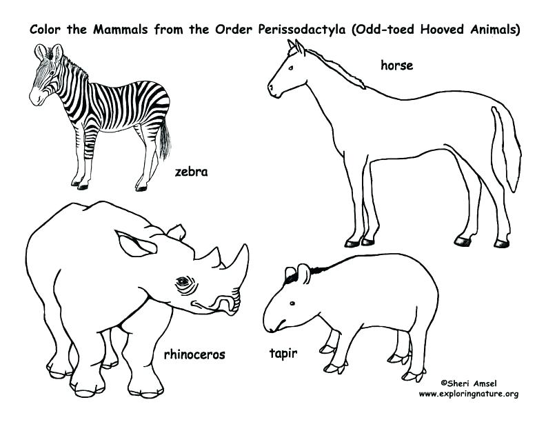 792x612 Ocelot Coloring Page Tarantula Coloring Page Zebras Horses Rhinos